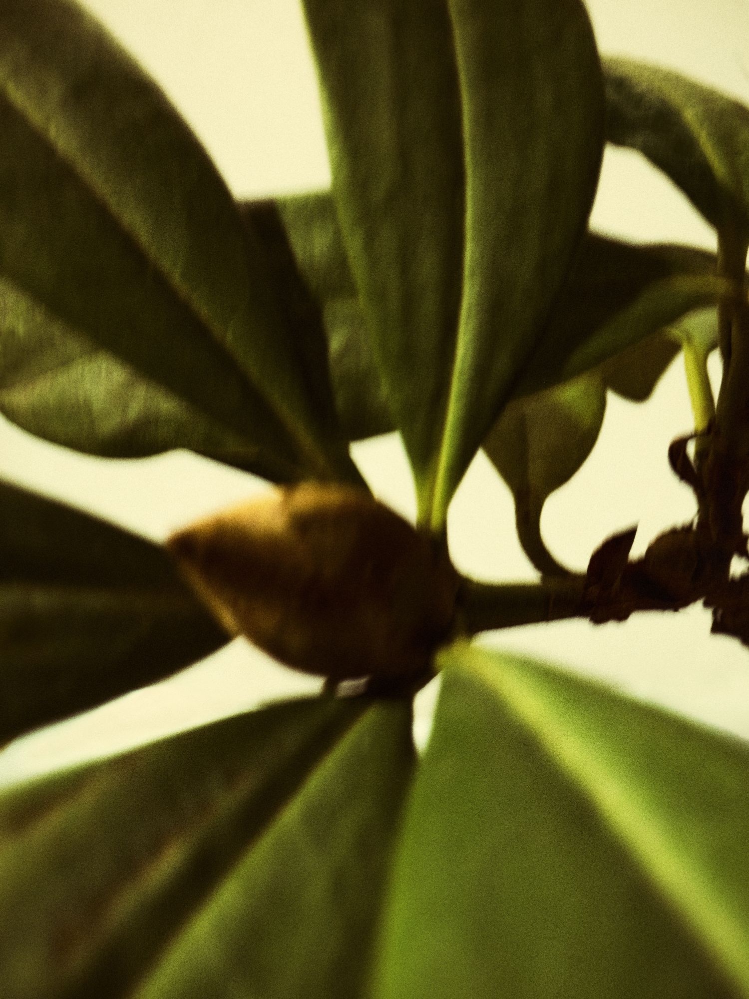 plant