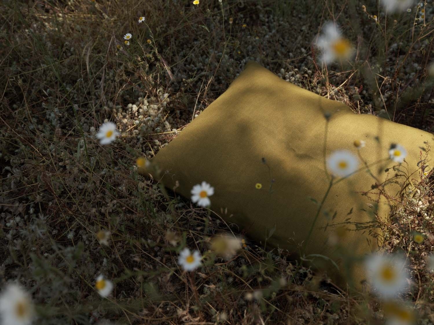 pillow in a summer meadow